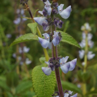 LAMIACEAE